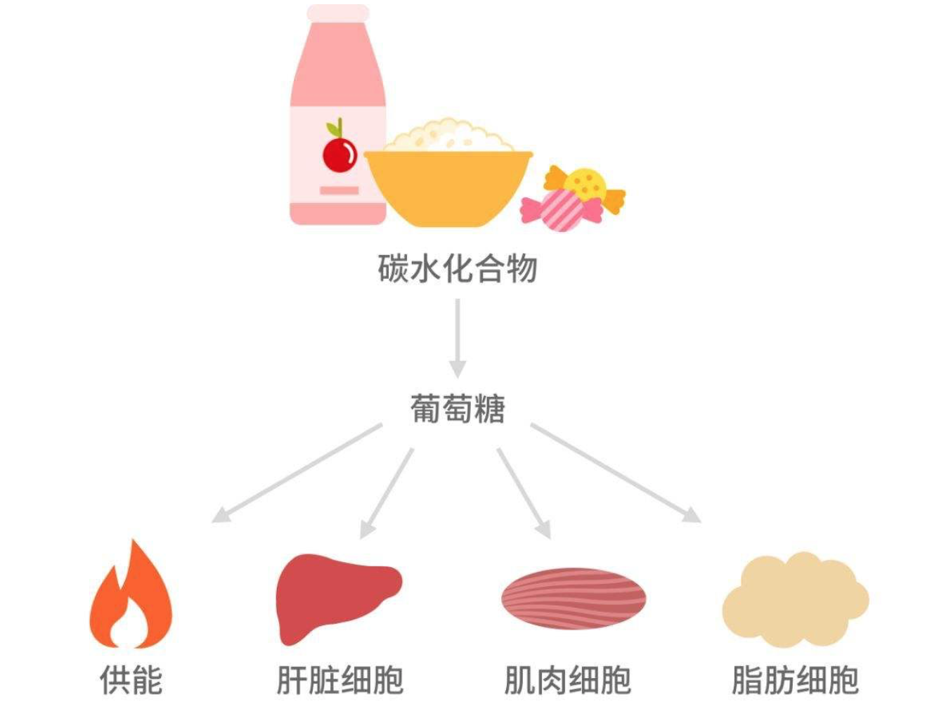 营养学基础-- 碳水化合物-众联网校--重新引领学以致用!